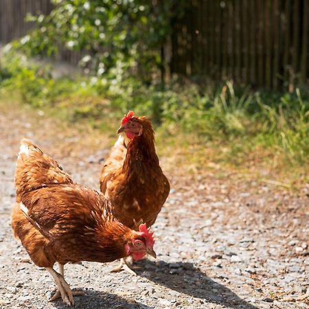 Bio Ferienhof Erzengel Berg  エクステリア 写真